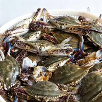 Fresh Frozen Swimming Crab